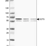 Merck Anti-CCT3 antibody produced in rabbit
