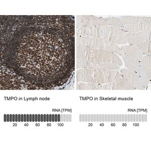 Merck Anti-TMPO antibody produced in rabbit