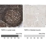 Merck Anti-TMPO antibody produced in rabbit