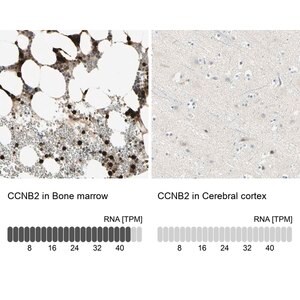Merck Anti-CCNB2 antibody produced in rabbit