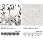 Merck Anti-CCNB2 antibody produced in rabbit