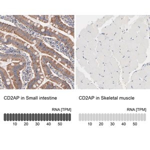 Merck Anti-CD2AP antibody produced in rabbit