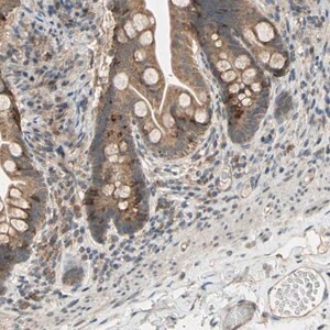 Merck Anti-CD164 antibody produced in rabbit