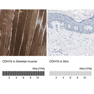 Merck Anti-CDH15 antibody produced in rabbit