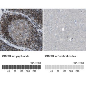Merck Anti-CD79B antibody produced in rabbit