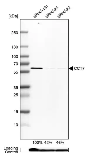Merck Anti-CCT7 antibody produced in rabbit