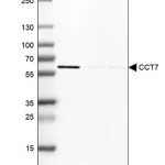 Merck Anti-CCT7 antibody produced in rabbit