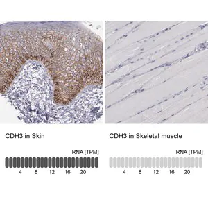 Merck Anti-CDH3 antibody produced in rabbit