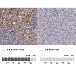 Merck Anti-CD14 antibody produced in rabbit