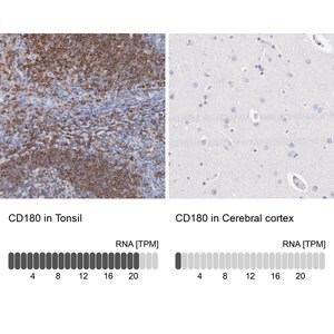 Merck Anti-CD180 antibody produced in rabbit