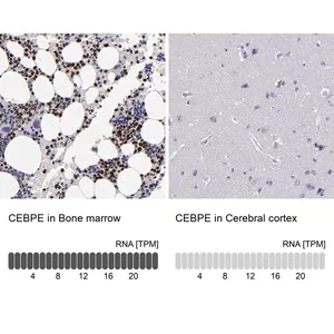 Merck Anti-CEBPE antibody produced in rabbit