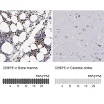 Merck Anti-CEBPE antibody produced in rabbit