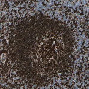 Merck Anti-CD74 antibody produced in rabbit