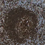 Merck Anti-CD74 antibody produced in rabbit