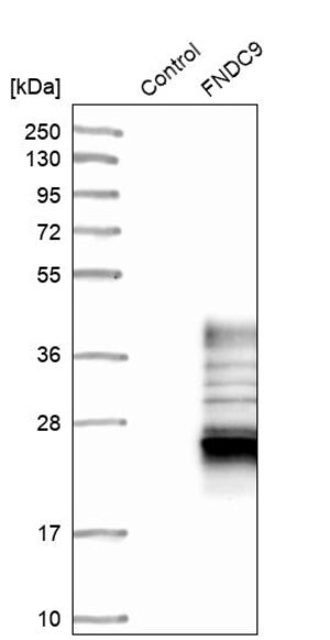 Merck Anti-FNDC9 antibody produced in rabbit