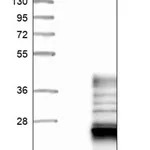 Merck Anti-FNDC9 antibody produced in rabbit