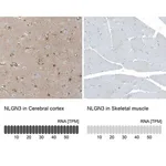 Merck Anti-NLGN3 antibody produced in rabbit