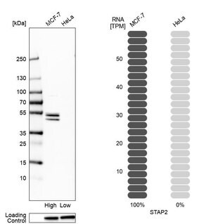 Merck Anti-STAP2 antibody produced in rabbit