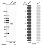 Merck Anti-STAP2 antibody produced in rabbit