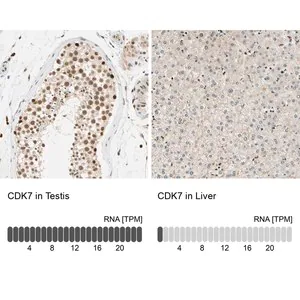 Merck Anti-CDK7 antibody produced in rabbit