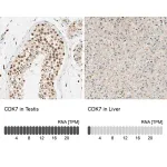 Merck Anti-CDK7 antibody produced in rabbit