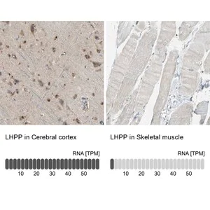 Merck Anti-LHPP antibody produced in rabbit