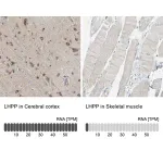 Merck Anti-LHPP antibody produced in rabbit