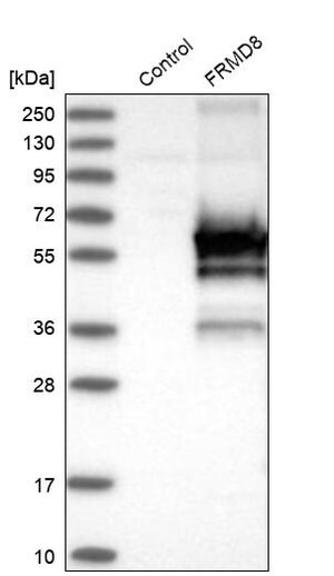 Merck Anti-FRMD8 antibody produced in rabbit
