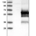 Merck Anti-FRMD8 antibody produced in rabbit