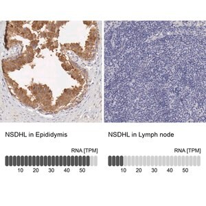 Merck Anti-NSDHL antibody produced in rabbit
