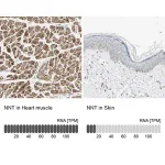 Merck Anti-NNT antibody produced in rabbit