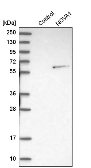 Merck Anti-NOVA1 antibody produced in rabbit