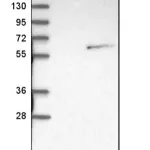 Merck Anti-NOVA1 antibody produced in rabbit