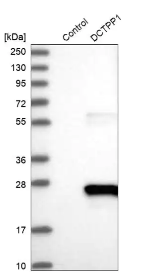 Merck Anti-DCTPP1 antibody produced in rabbit