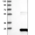 Merck Anti-DCTPP1 antibody produced in rabbit