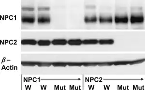 Merck Anti-NPC2 antibody produced in rabbit