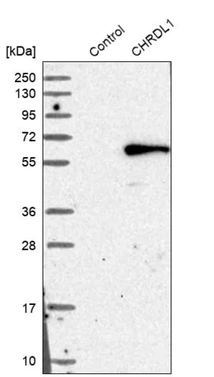 Merck Anti-CHRDL1 antibody produced in rabbit