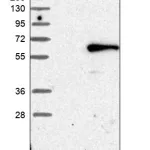 Merck Anti-CHRDL1 antibody produced in rabbit