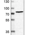 Merck Anti-CHEK2 antibody produced in rabbit