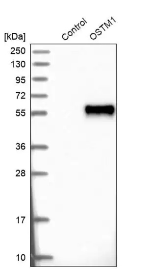 Merck Anti-OSTM1 antibody produced in rabbit