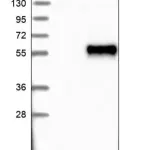 Merck Anti-OSTM1 antibody produced in rabbit
