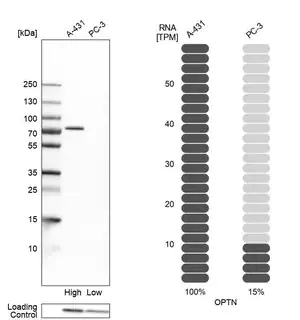 Merck Anti-OPTN antibody produced in rabbit