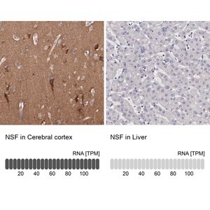 Merck Anti-NSF antibody produced in rabbit