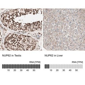 Merck Anti-NUP62 antibody produced in rabbit