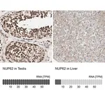 Merck Anti-NUP62 antibody produced in rabbit