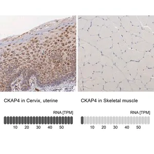 Merck Anti-CKAP4 antibody produced in rabbit