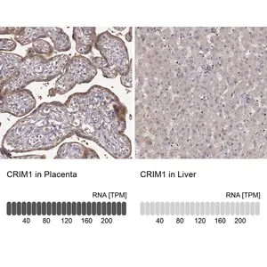Merck Anti-CRIM1 antibody produced in rabbit