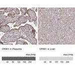 Merck Anti-CRIM1 antibody produced in rabbit