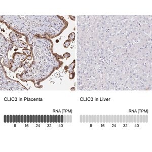 Merck Anti-CLIC3 antibody produced in rabbit