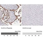 Merck Anti-CLIC3 antibody produced in rabbit